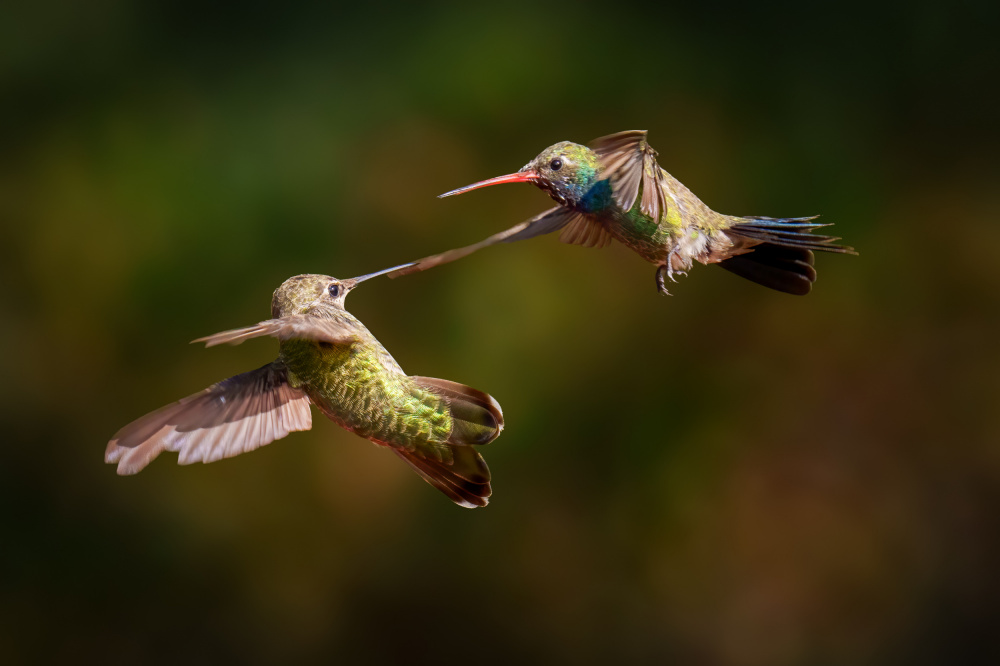 Hummingbirds Beak to Beak by Serena Duan — canvas wall art