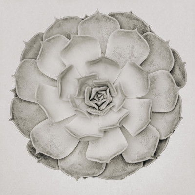 Succulent Graptoveria B&W 006
