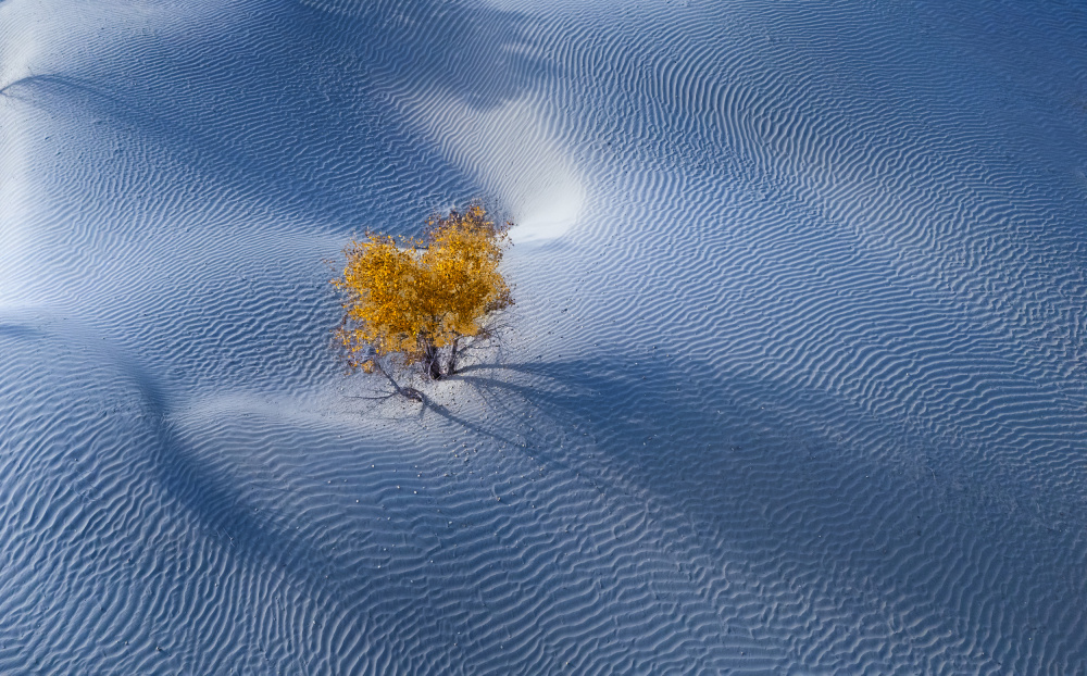 Golden Tree Desert Dunes by Dennis Zhang — canvas wall art