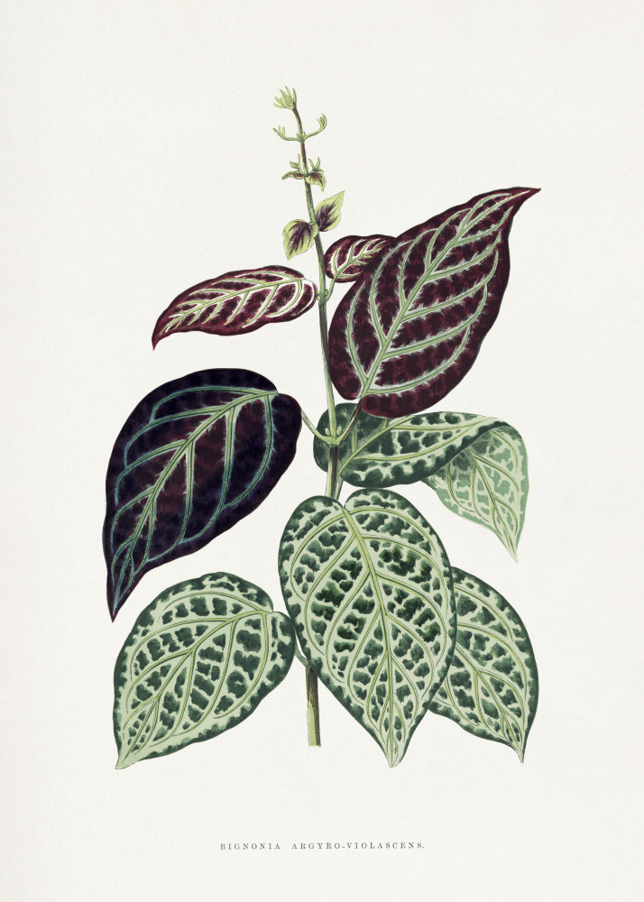 Green Bignonia Argyro Violascens Leaf Illustration by Les Plantes a Feuillage Colore — canvas wall art