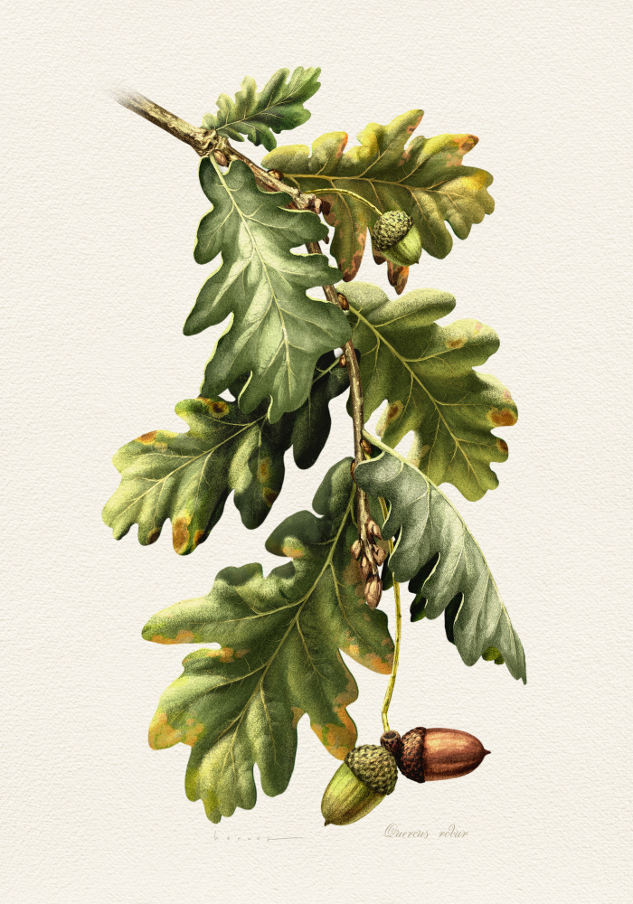 Botanical Oak Acorns by Juan Hernaz — canvas wall art