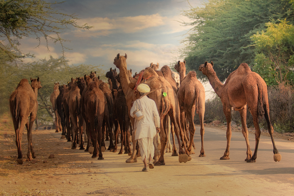 Camel Caravan Trail by Rahul Wedpathak — canvas wall art