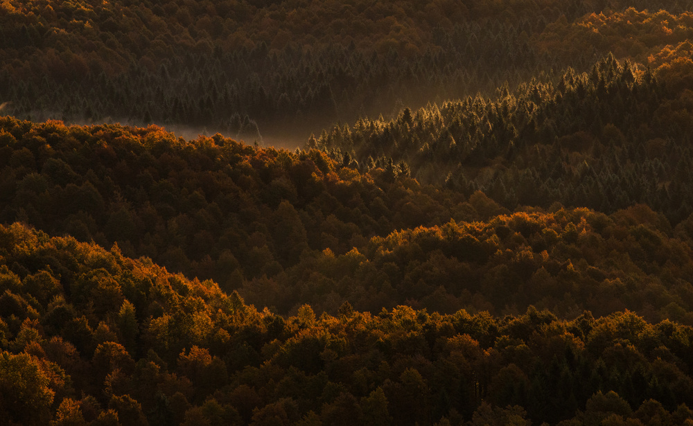 Golden Autumn Forest by Stefan Miron — canvas wall art