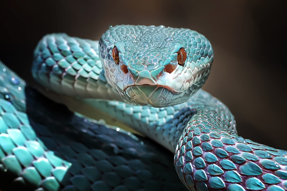 Blue Viper Stare by Fauzan Maududdin — canvas wall art