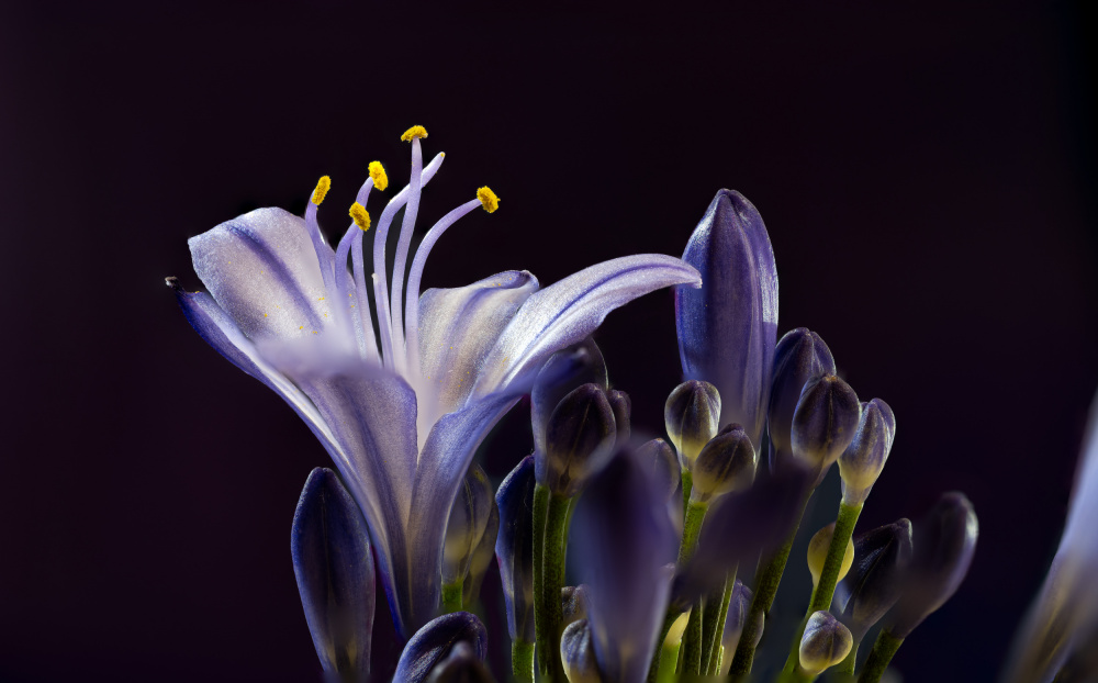 Delicate Agapanthus Bloom by Caroline Bomers — canvas wall art