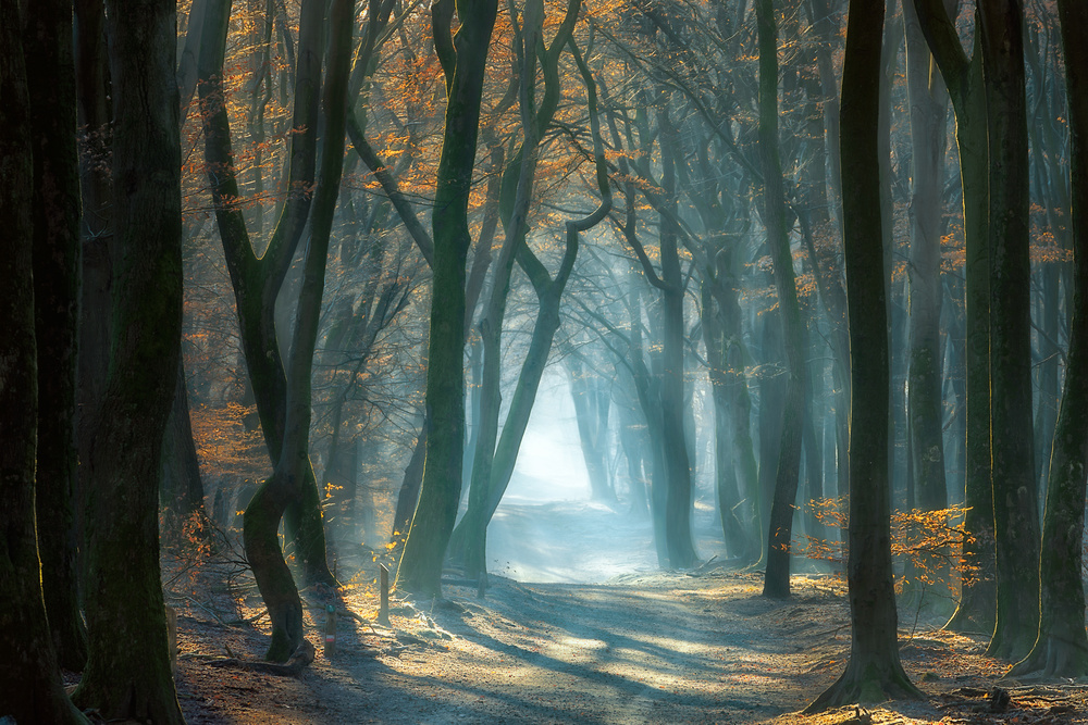 Sunlit Misty Forest Path by Ellen Borggreve — canvas wall art