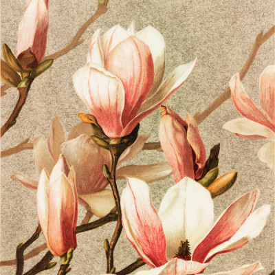 Magnolia
