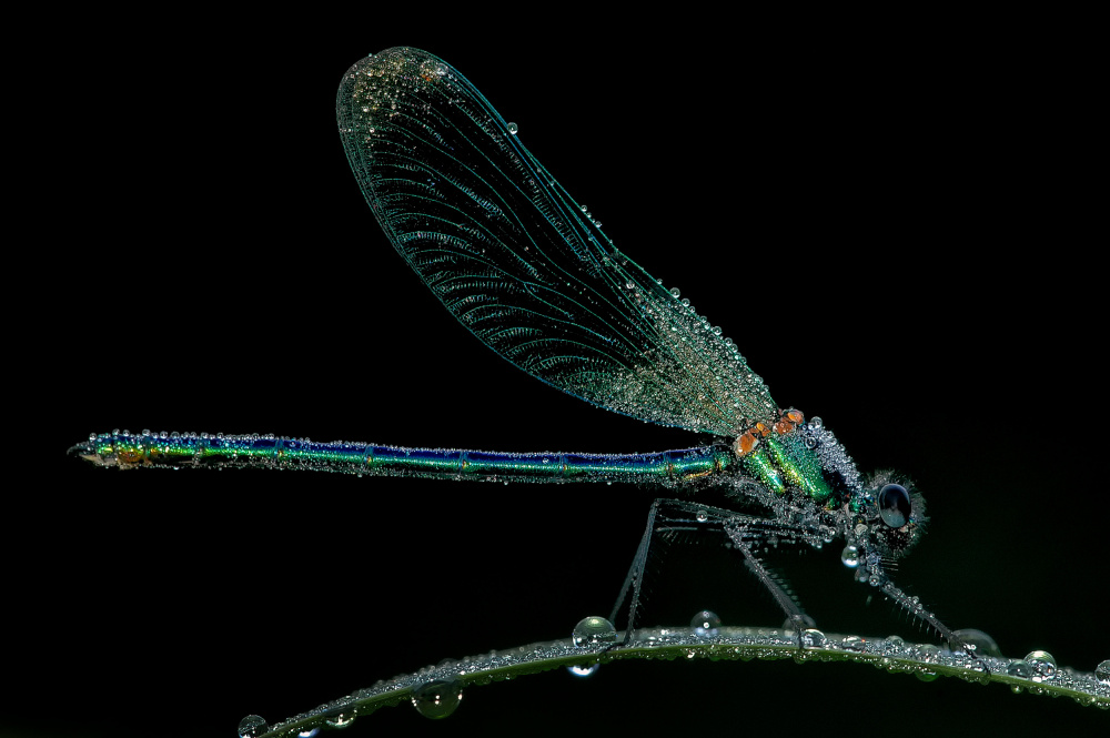 Dewdrop Damselfly by Lou Urlings — canvas wall art