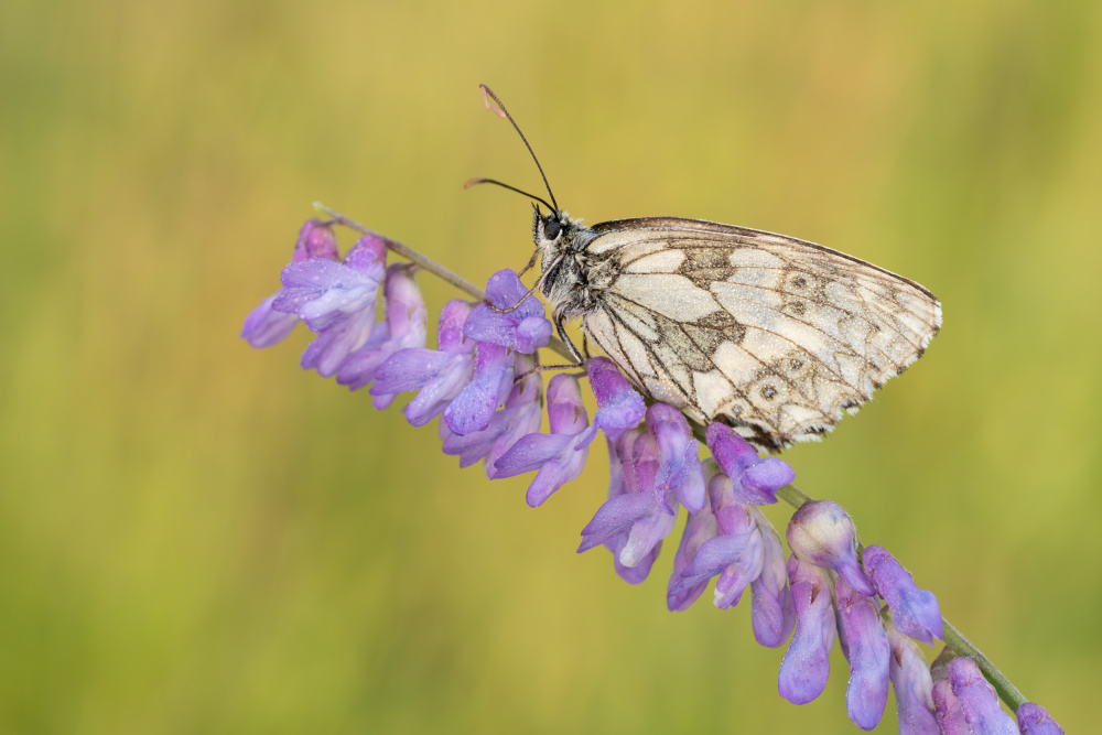 Butterfly on Purple Flowers by Rostislav Kralik — canvas wall art