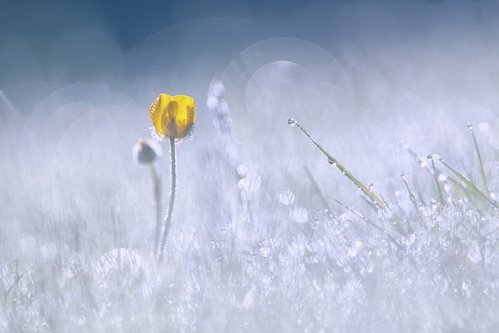 Dewy Yellow Bloom by Benjamine Hullot Scalvenzi — canvas wall art