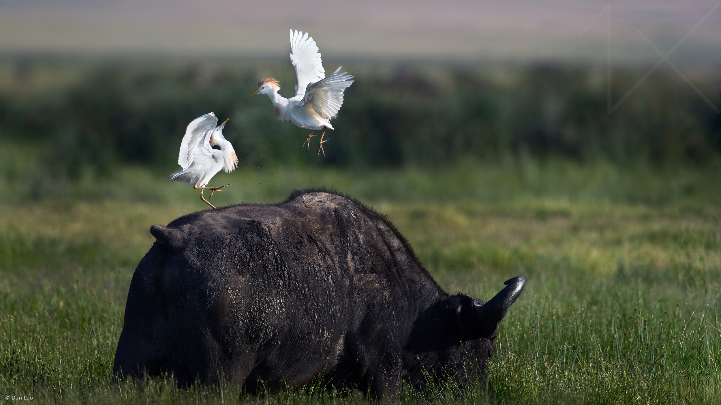Nature's Harmonious Ballet by Dan Luo