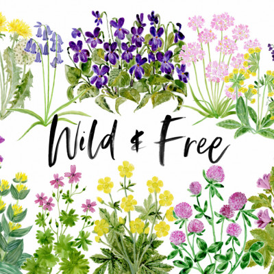 Wild and Free Wildflowers