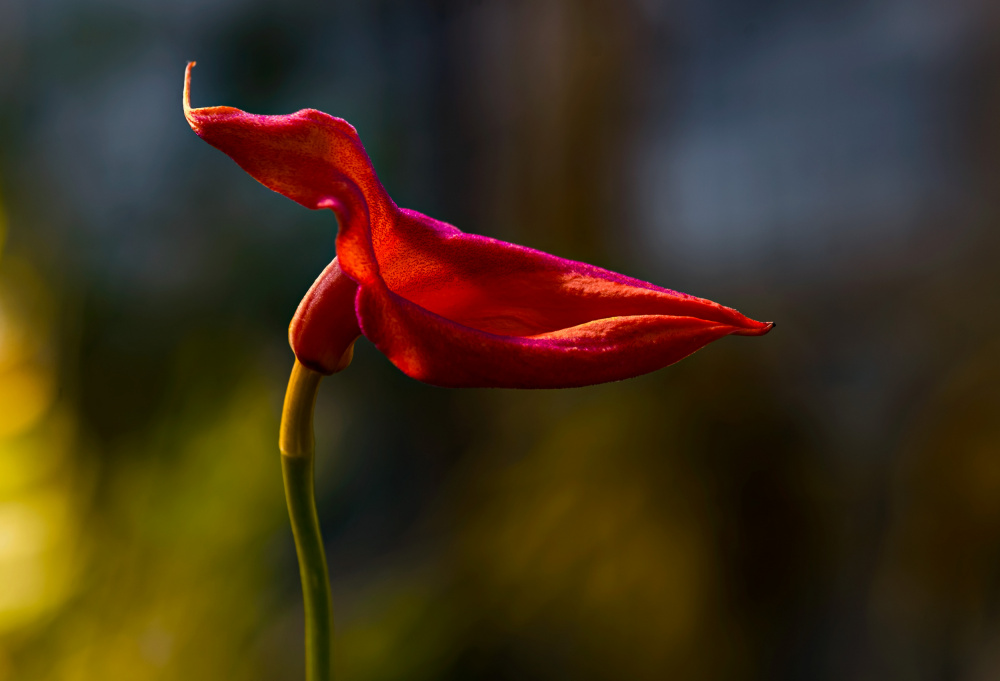 Graceful Red Orchid by Katarina Holmström — canvas wall art