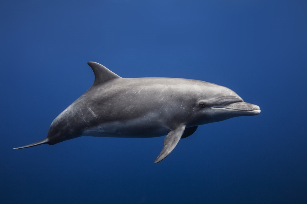 Graceful Ocean Dolphin by Barathieu Gabriel — canvas wall art