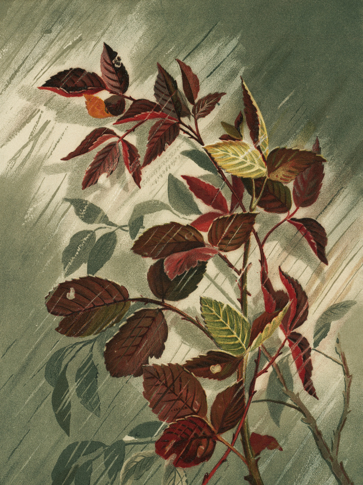 Autumn Leaves In the Rain by Ellen Thayer Fisher — canvas wall art