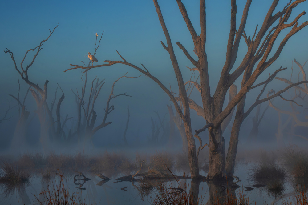 Misty Morning Heron by Zhaonian Zhou — canvas wall art