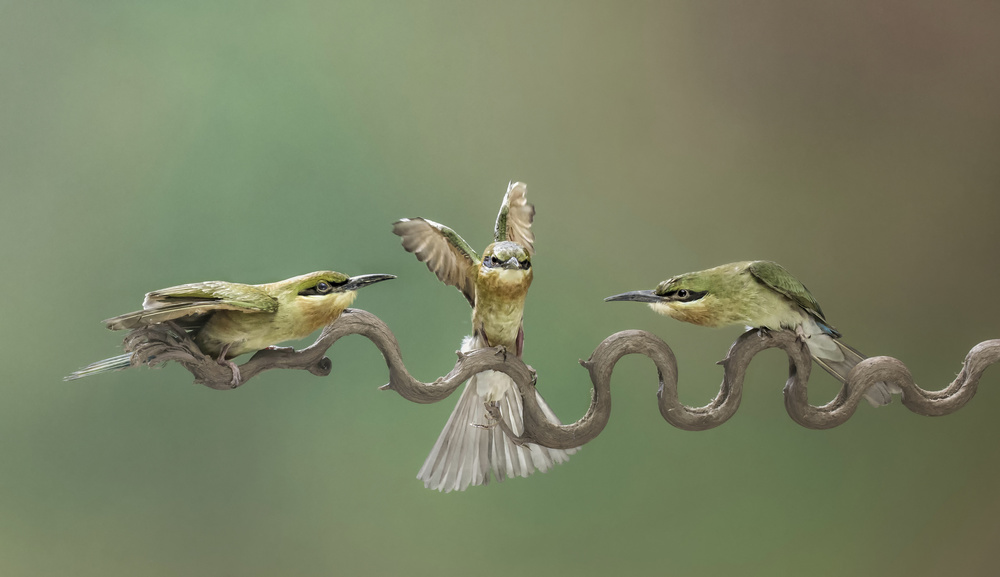 Green Birds Wavy Branch by Handi Nugraha — canvas wall art