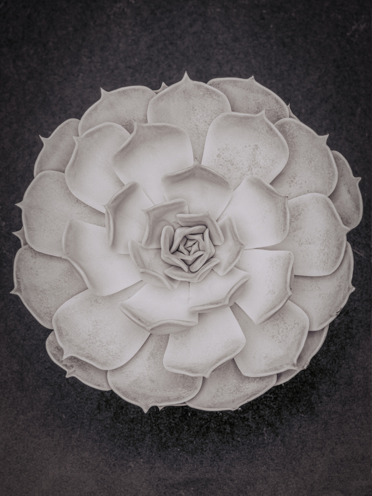 Monochrome Succulent Rosette by Old Artists Studio III — canvas wall art