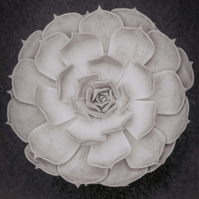 Succulent Graptoveria B&W 004