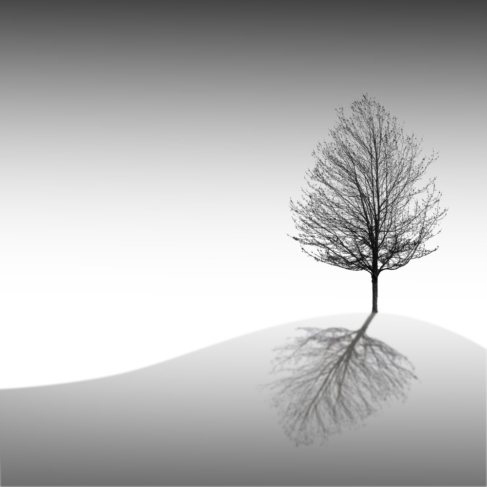 Solitary Tree Reflection by Manu Allicot — canvas wall art