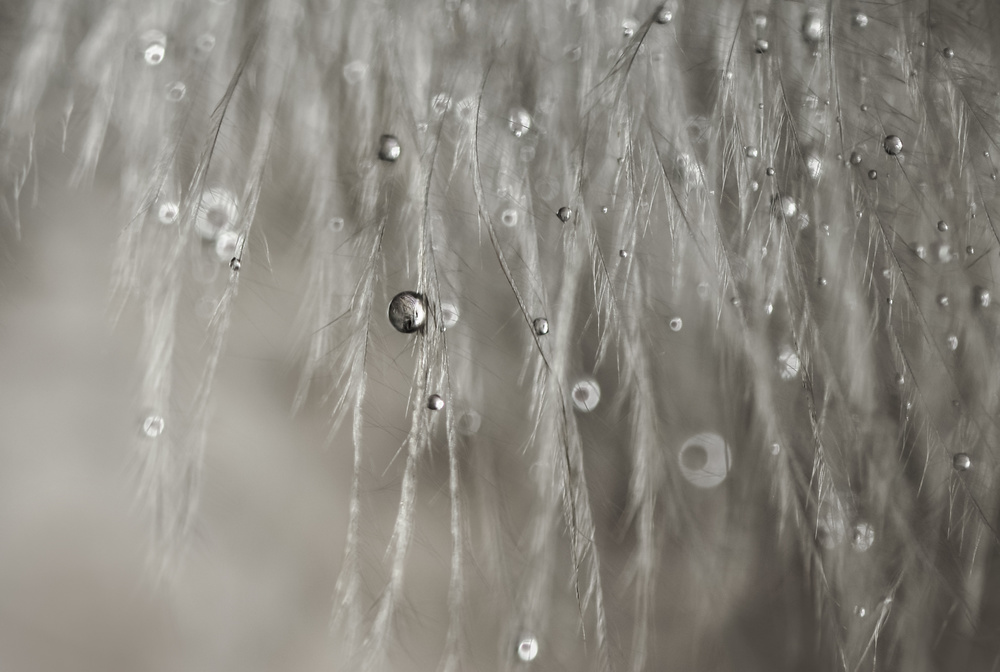 Delicate Feathers with Dew by Ivelina Blagoeva — canvas wall art