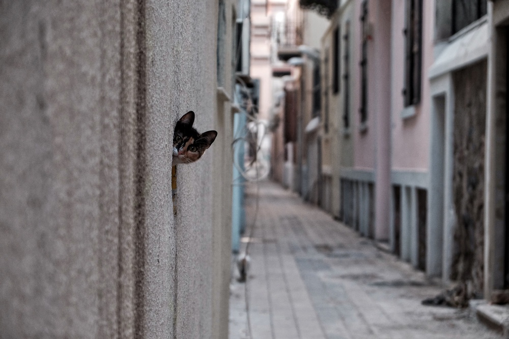 Curious Alley Cat by Ali Ayer — canvas wall art