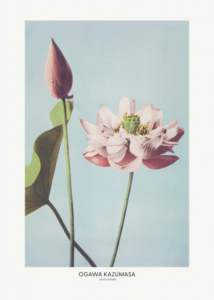 Lotus Flower By Ogawa Kazumasa by Ogawa Kazumasa — canvas wall art