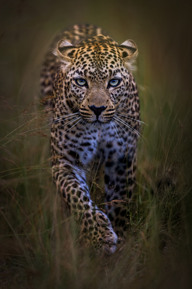 Blue-Eyed Leopard Stare by Yousef Abuaisheh — canvas wall art