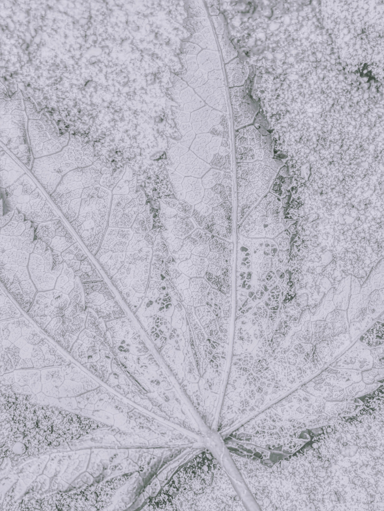 Frosted Leaf Detail by Elizabeth Allen — canvas wall art