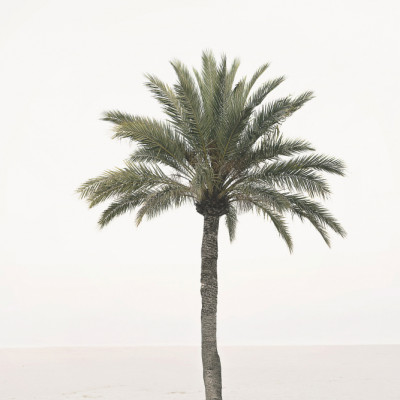 Palm