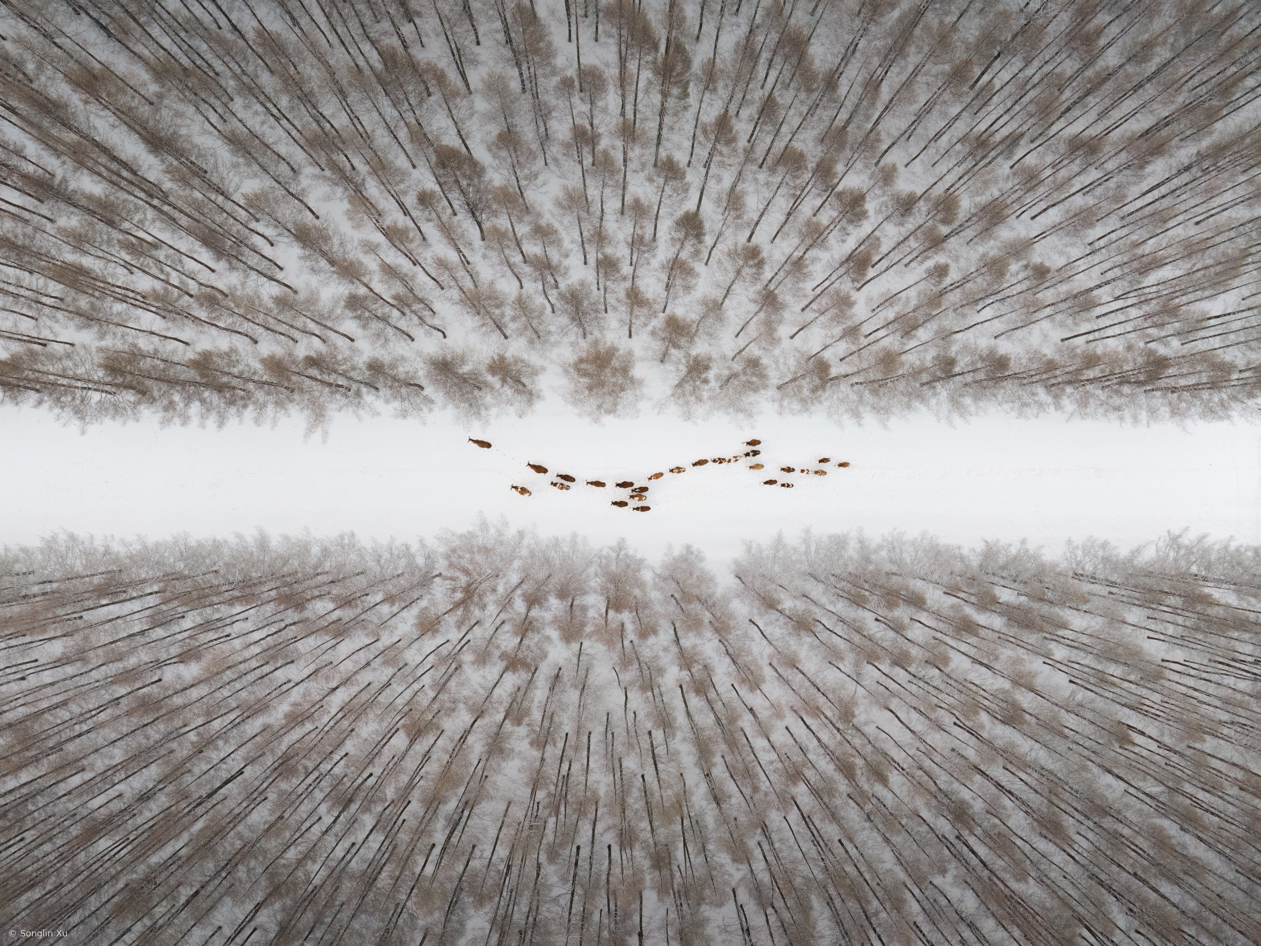 Snow path through the forest