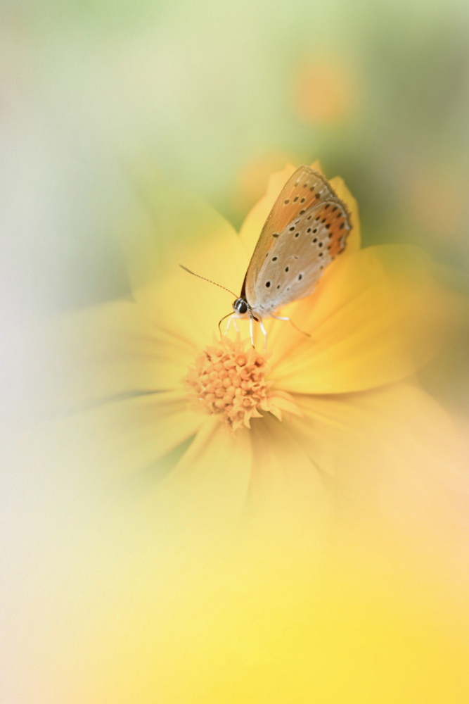 Soft Yellow Butterfly by YoungIl Kim — canvas wall art