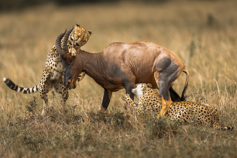 Cheetahs Hunting Topi by Ahmed Sobhi — canvas wall art