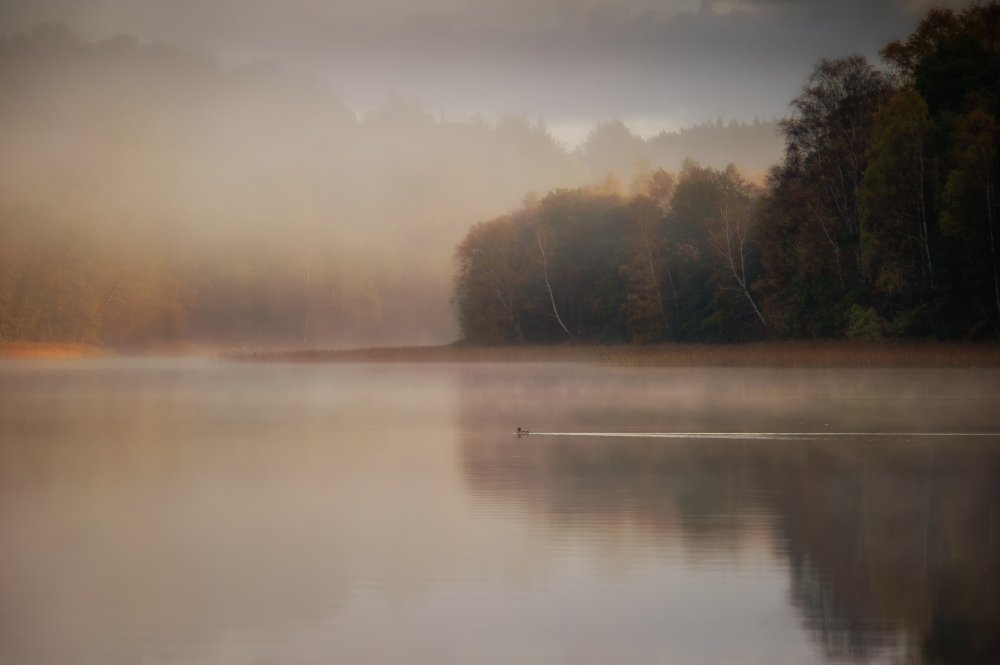 Misty Lake Morning by Benny Pettersson — canvas wall art