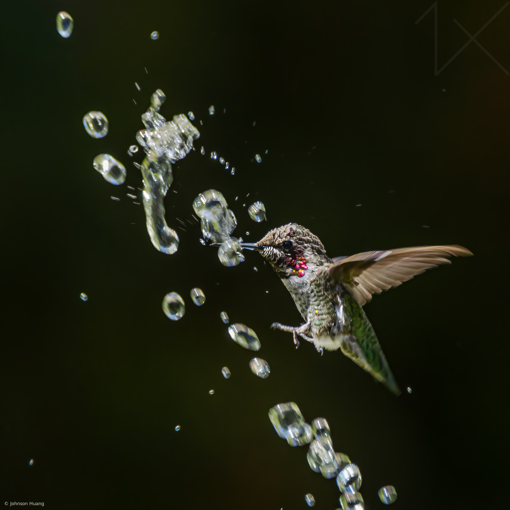 Hummingbird is playing water by Johnson Huang