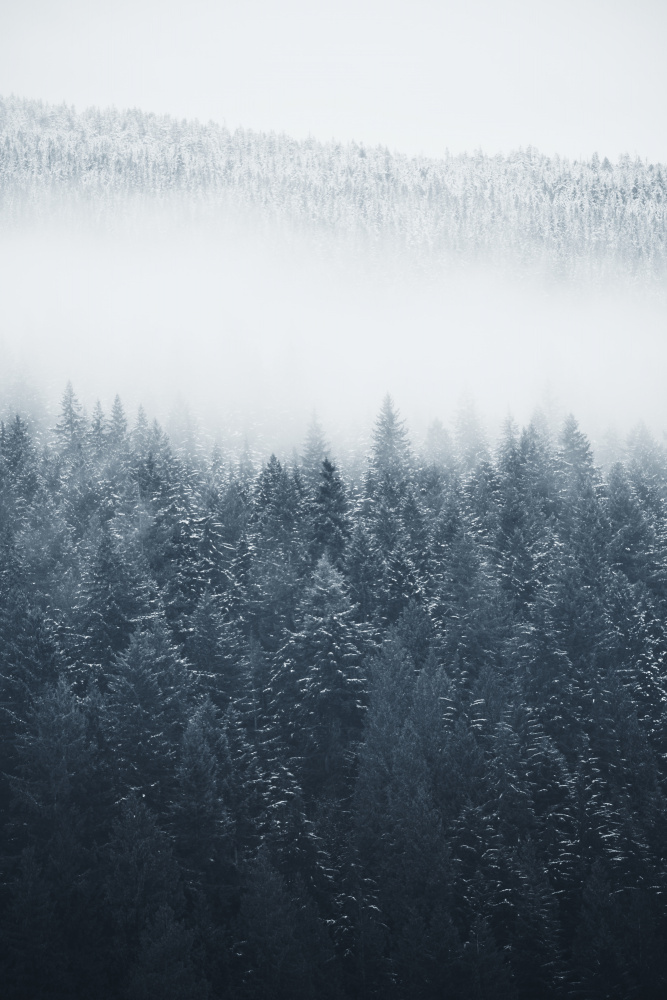 Misty Winter Forest by Lynann Colligan — canvas wall art