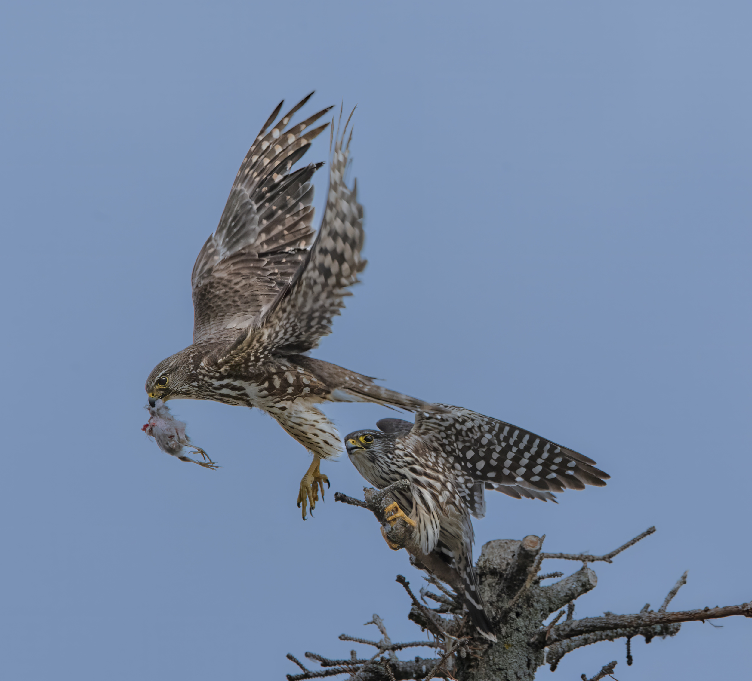 male merlin pass prey to female merlin