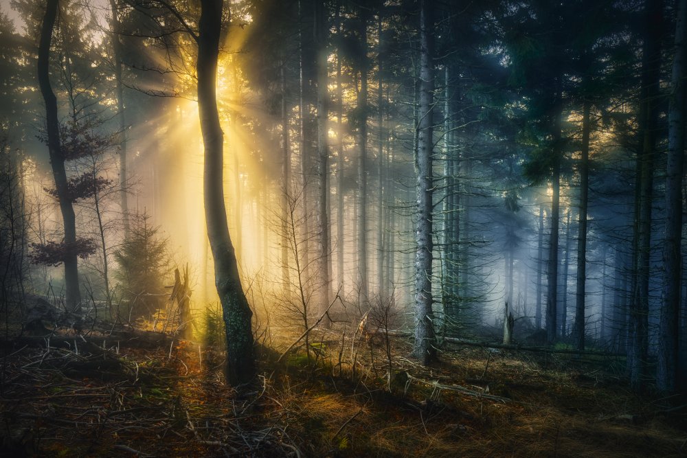 Misty Forest Sunbeams by Pawel Kado — canvas wall art