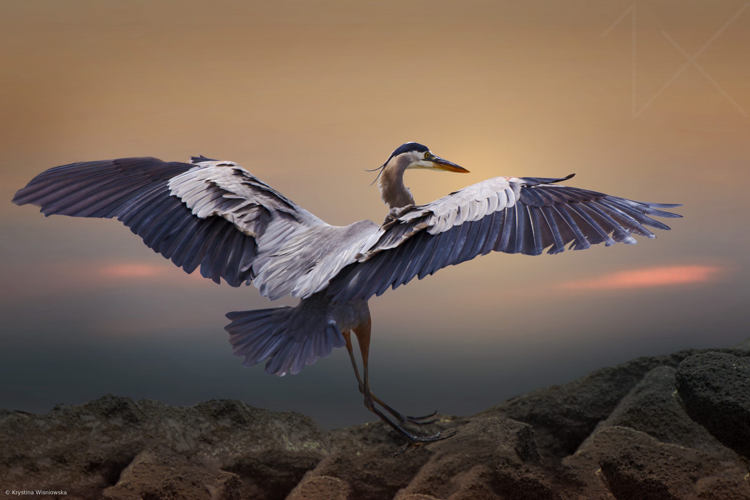 Blue Heron Plumage.