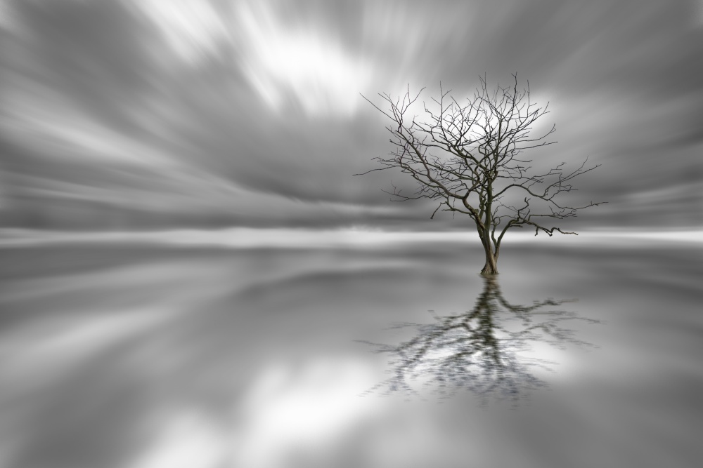 Bare Tree Water Reflection by Leif Løndal — canvas wall art