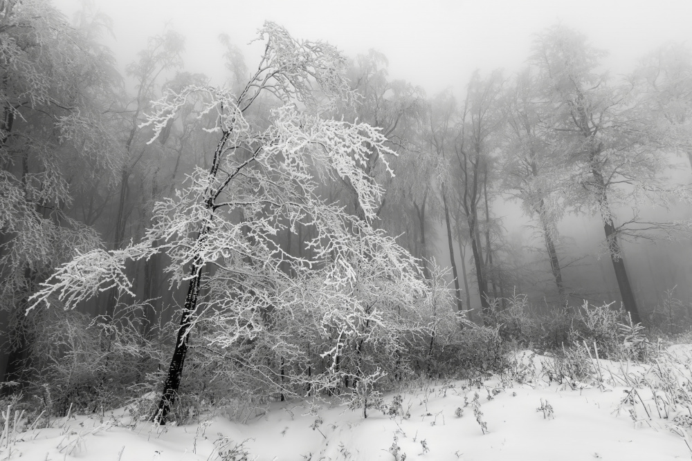 Frosted Winter Woods by Tom Pavlasek — canvas wall art