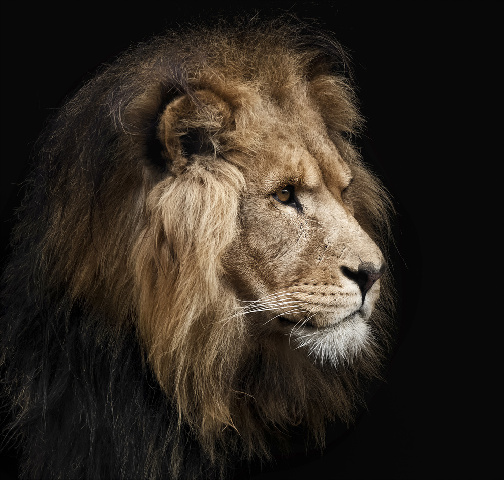 Majestic Lion Profile by Chris Coenders — canvas wall art