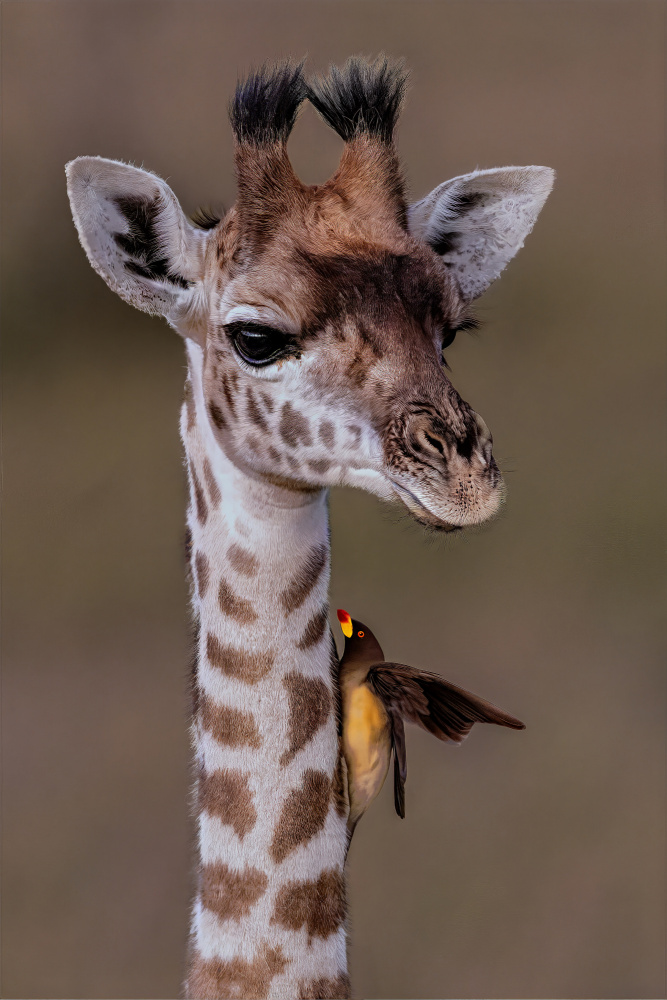 Baby Giraffe and Friend by Yousef Abuaisheh — canvas wall art