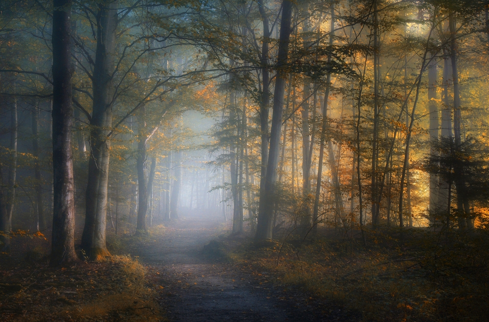 Golden Forest Path by Norbert Maier — canvas wall art
