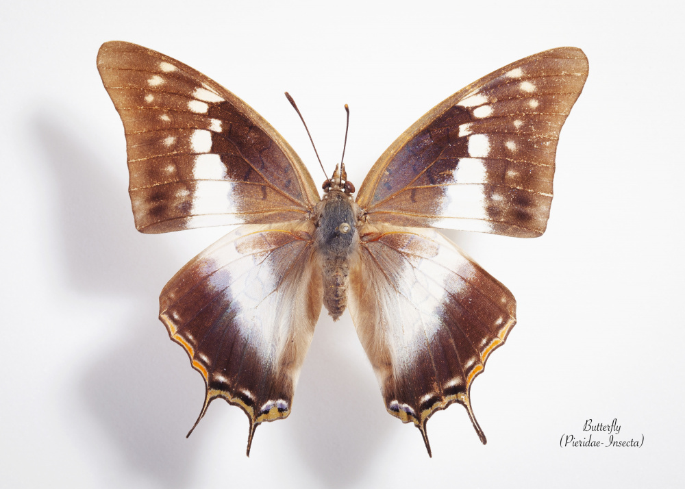 Exotic Butterfly Study by Johan Botha "Sabie" — canvas wall art