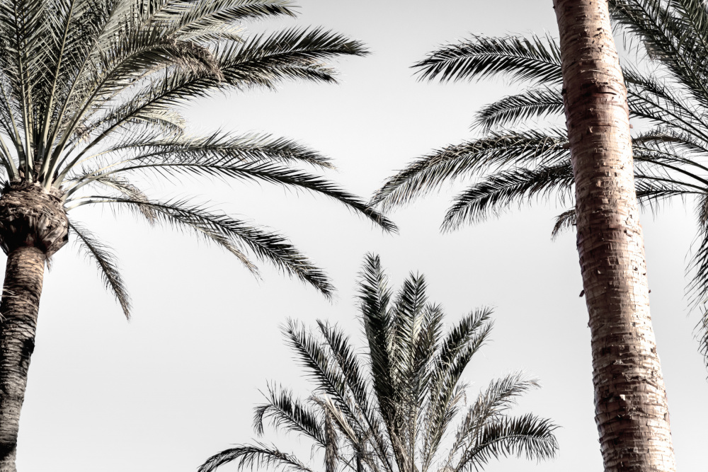 Palm Tree Sky by Old Artists Studio III — canvas wall art