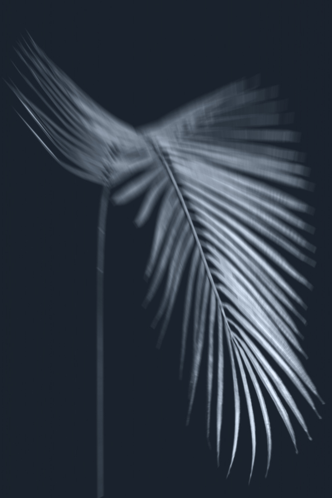 Serene Palm Leaf by THE MIUUS STUDIO — canvas wall art