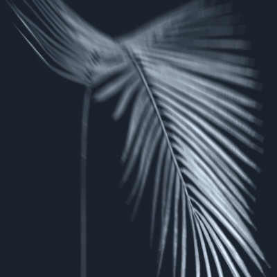 Serene Palm Leaf