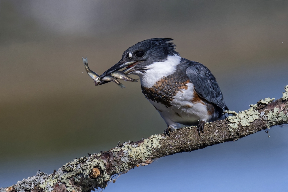 Kingfisher's Fresh Catch by Peter Stahl — canvas wall art