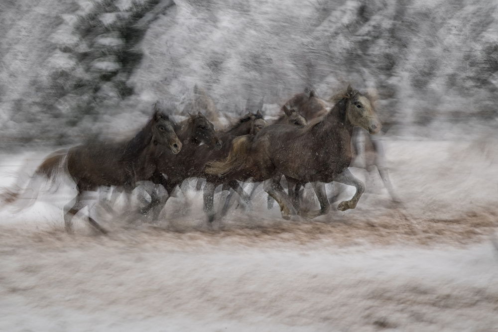 Wild Horses Running Snow by Milan Malovrh — canvas wall art